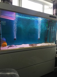 5 foot cleair aquarium with fx6
