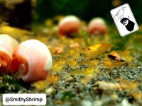 Orange Jelly, freshwater shrimp (Neocaridina)