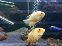Pair of lovely Gold Severums