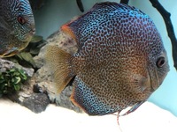 Discus - ALL FOR SALE