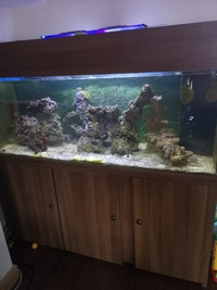 5 foot tank for sale