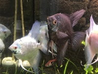 Angelfish & Gourami Males