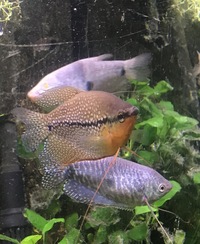 Angelfish & Gourami Males