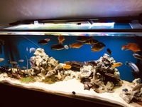 For sale mixed African cichlids