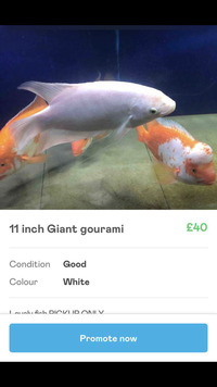 Giant gourami