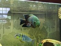 Cichlids for sale, tank, stand, everything must go  