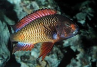 WC Tropheus Red Kachese