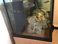 Fluval 240 Tank and cabinet £230