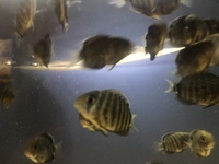 Severum juveniles for sale