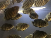 Severum juveniles for sale