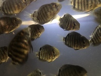 Severum juveniles for sale