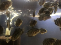 Severum juveniles for sale