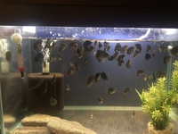 Severum juveniles for sale