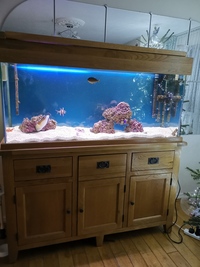 Marine fish tank with 1 fish and anemone
