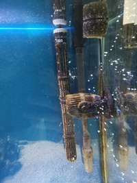 Marine fish tank with 1 fish and anemone
