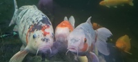 WANTED koi carp fish for our own pond