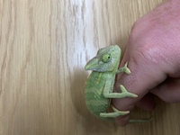 Young male Yemen Chameleon for sale