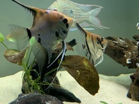 Breeding Pair of Angelfish 3.5-4” bodies (full 6”+)