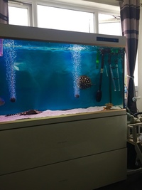 5 foot cleair aquarium fx6 and full set up £600