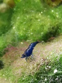 BLUE/RED/YELLOW/ CHERRY SHRIMP FOR SALE (NEOCARIDINA) NOTTINGHAM NG4.