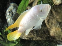 Albino red top ice blue - 4 adult fish for sale