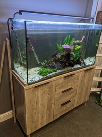 Aqua Oak Urban 230L full set up with wood, rocks, plants, and fish. £600