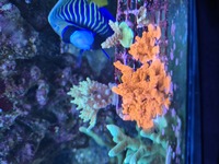 SPS colonies and frags