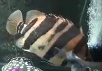 Large Datnoid