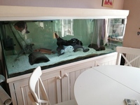 6 x 2 x 2 ft aquarium plus fish