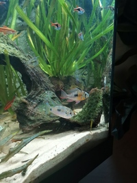 Pair of Butterfly cichlids for sale.