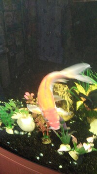 Can anyone assist me with selling my koi carp