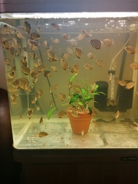Green severum for sale