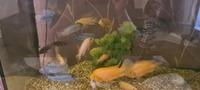Tank closure cichlids mbuna and parrot fish