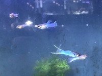 Lyretail blue guppies £2.50 each male or 3 males for £5