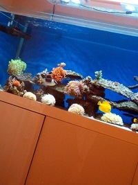 majestic foxface and powder blue tang and clown