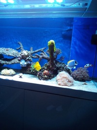 majestic foxface and powder blue tang and clown