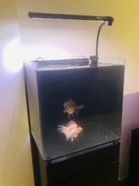 2 Large Ryukin High Grade Fancy Goldfish