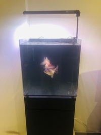 2 Large Ryukin High Grade Fancy Goldfish