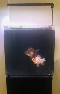 2 Large Ryukin High Grade Fancy Goldfish