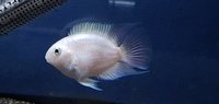 PLATINUM PARROT FISH - EASTER OFFER