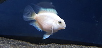 PLATINUM PARROT FISH - EASTER OFFER