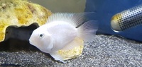 PLATINUM PARROT FISH - EASTER OFFER