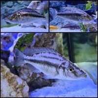 (SOLD)Malawi eyebiters Selling due to thinning of tank