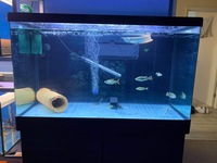 Fish tank set up