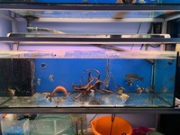 Fish tank set up