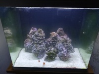 Marine full setup Red Sea Max 130D £250