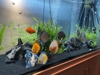 7ft x 3ft x 2ft Clearseal tank like new with stock
