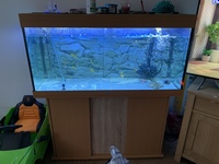 Aquarium fish tank juwel Rio 300L complete setup