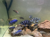 Zaire Mobo Frontosas, Tropheus, Sapphire Hap, Calvus Pearls and other high end Cichlids for Sale or Swap