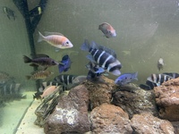 Zaire Mobo Frontosas, Tropheus, Sapphire Hap, Calvus Pearls and other high end Cichlids for Sale or Swap